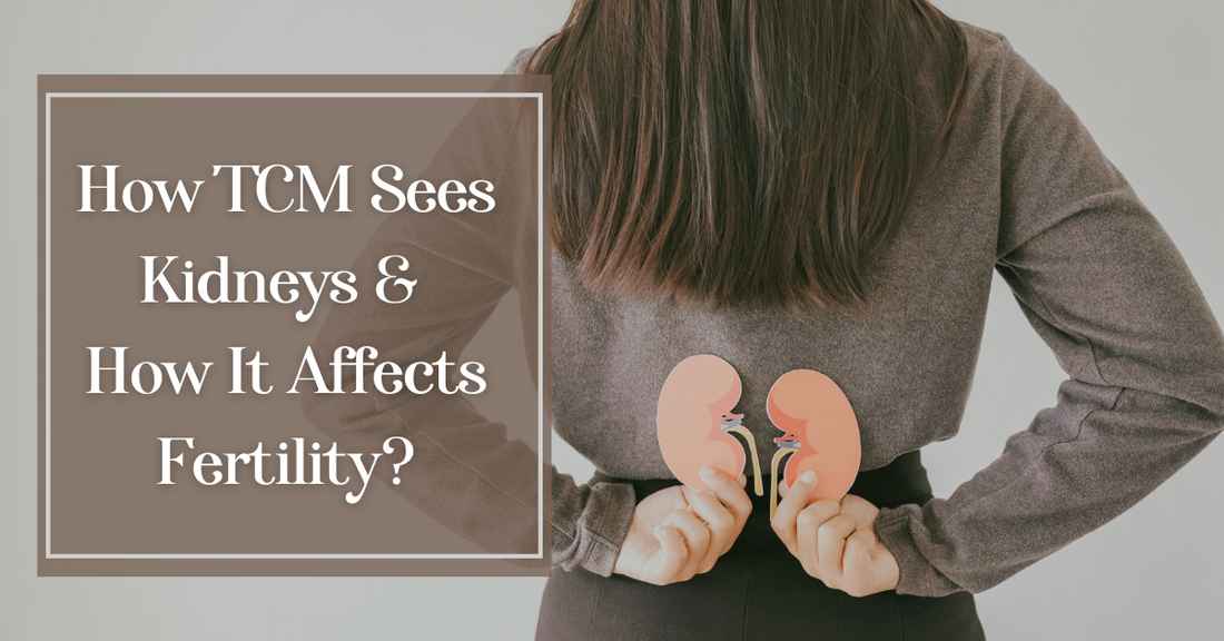 How TCM Sees Kidneys & How It Affects Fertility