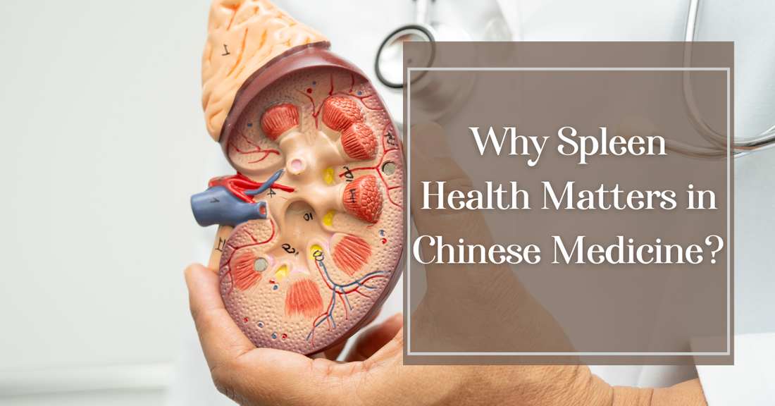 Why Spleen Health Matters in Chinese Medicine?