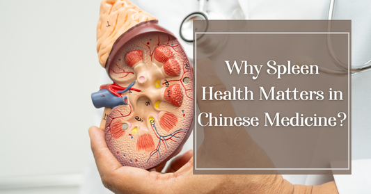 Why Spleen Health Matters in Chinese Medicine?